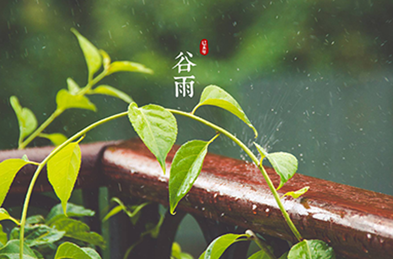 浙江谷雨时节丨万物生长